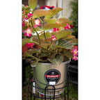 Behrens 1205 5 qt. Galvanized Pail Gray