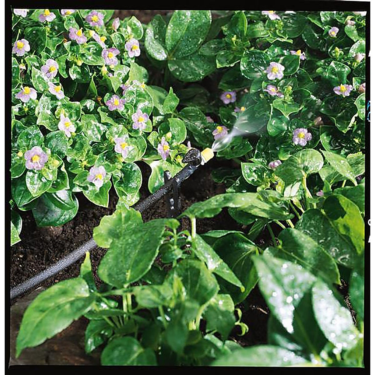 Orbit 65721 Drip Irrigation Tubing Stake 3.5 in. W x 0.5 in. L 10/Pack