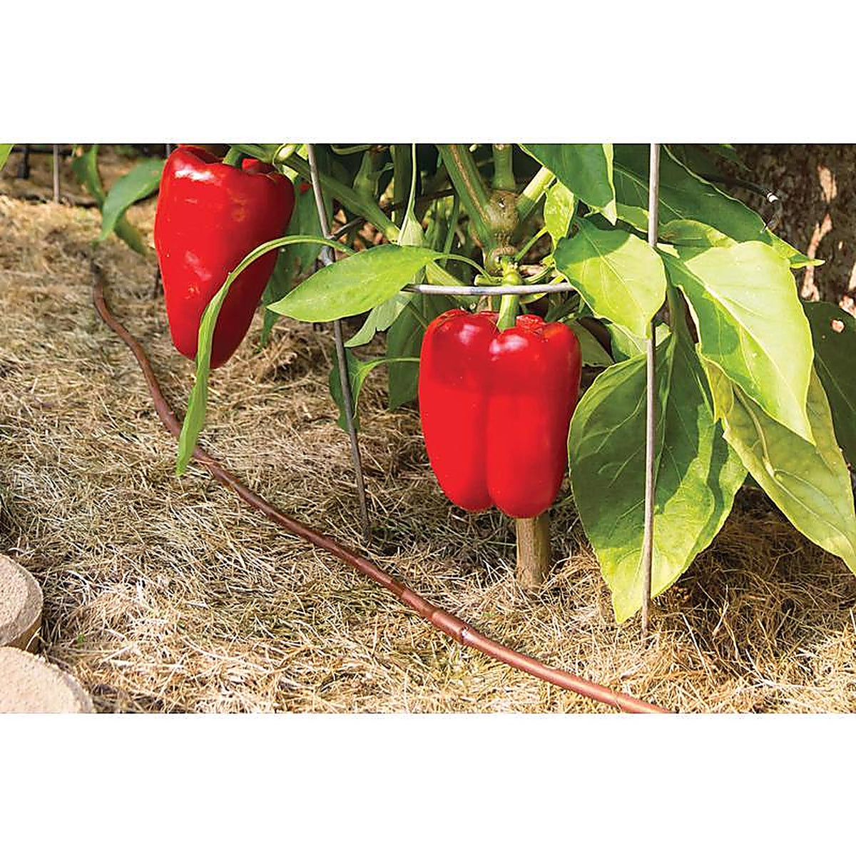Rain Bird ET25-50S2 Plastic Drip Irrigation Emitter Tubing 1/4 in. Dia. x 50 ft. L