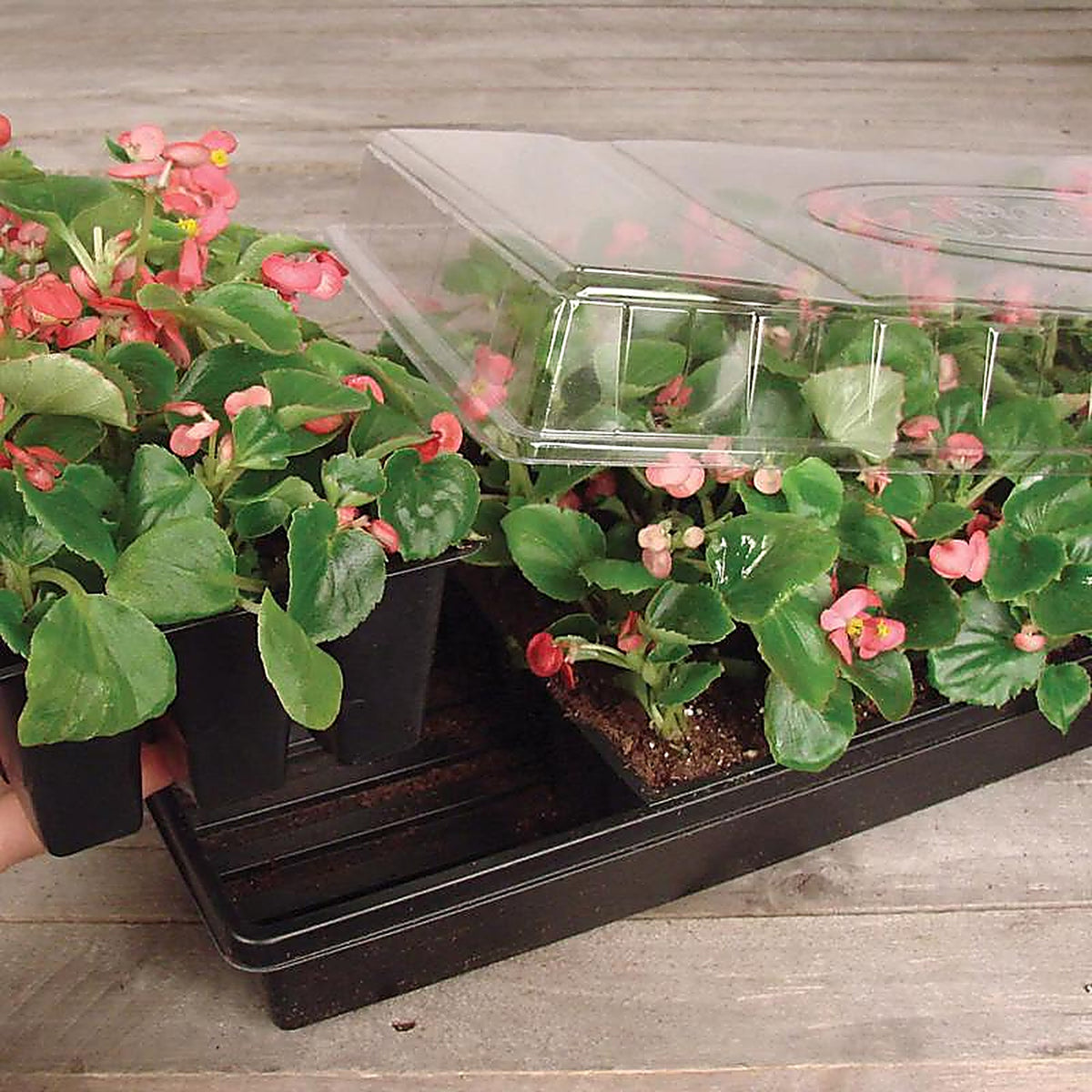Jiffy T72HST-14 Greenhouse Seed Starter Tray