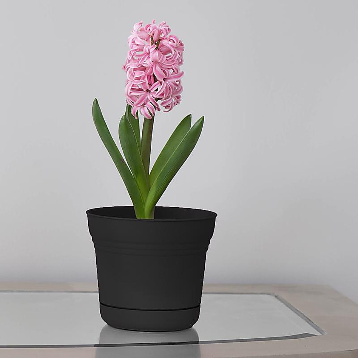 Bloem SP0500 4.5 in. H Plastic Saturn Bowl Planter Black