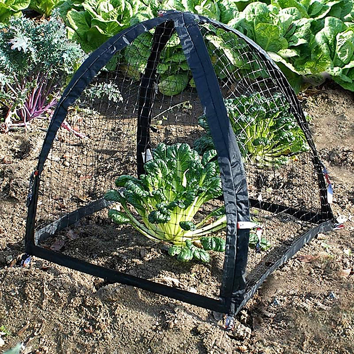 Nuvue 30200 PestGuard Plant Protector 25X25" 1/Pack