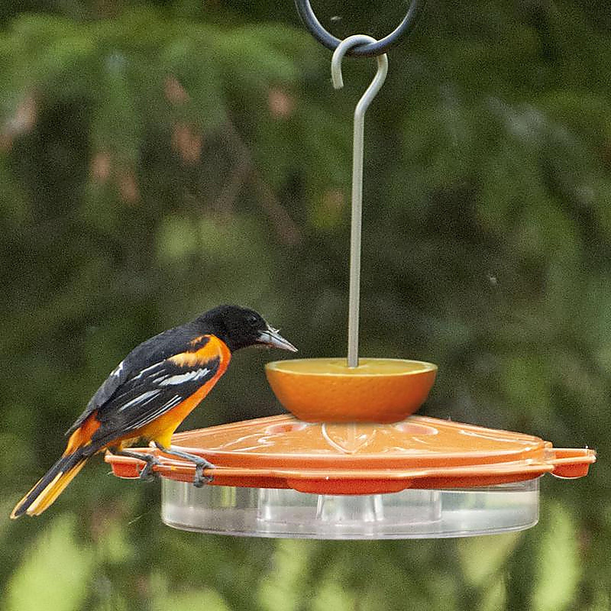 Audubon NAO1 Oriole Plastic Jelly and Nectar Station Bird Feeder 8 ports