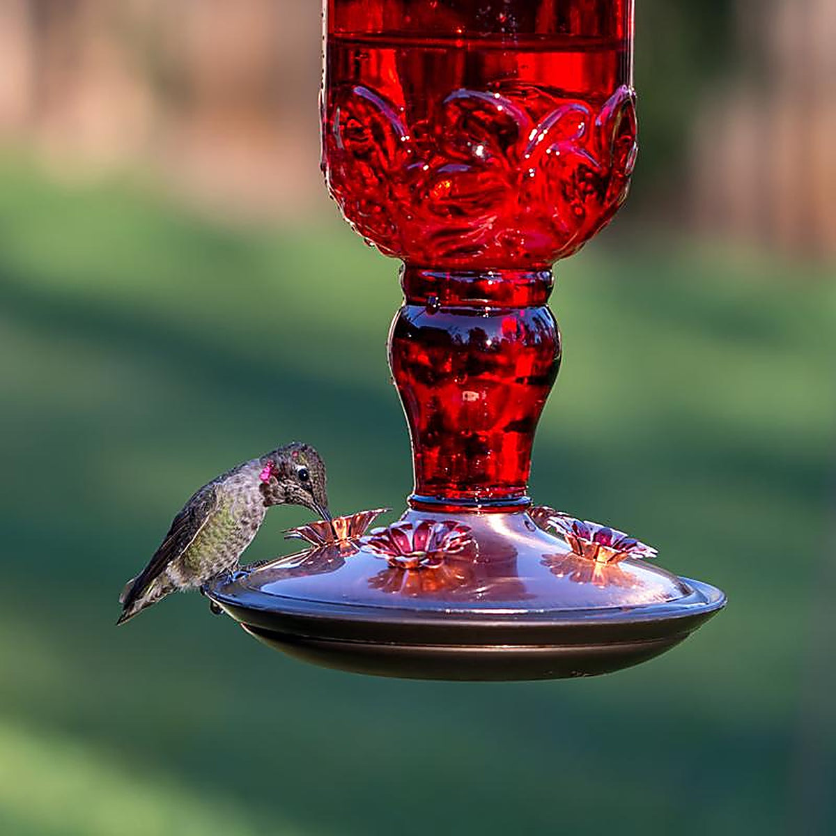 Perky-Pet 8119-2 Hummingbird 24 oz. Glass Nectar Feeder 4 ports