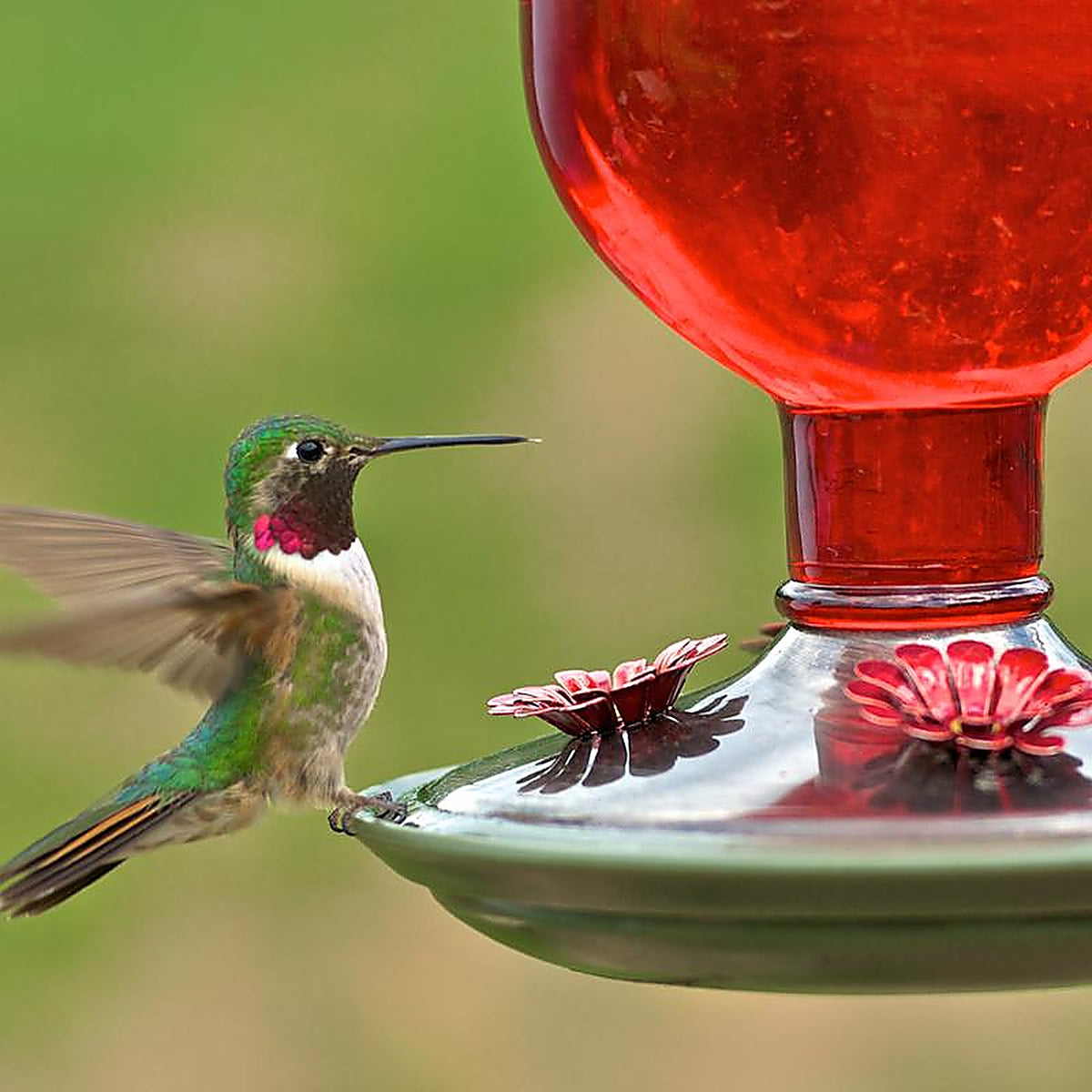 Perky-Pet 8109-2 Hummingbird 16 oz. Glass Nectar Feeder 4 ports