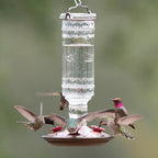 Perky-Pet 8107-2 Hummingbird 10 oz. Glass Nectar Feeder 4 ports
